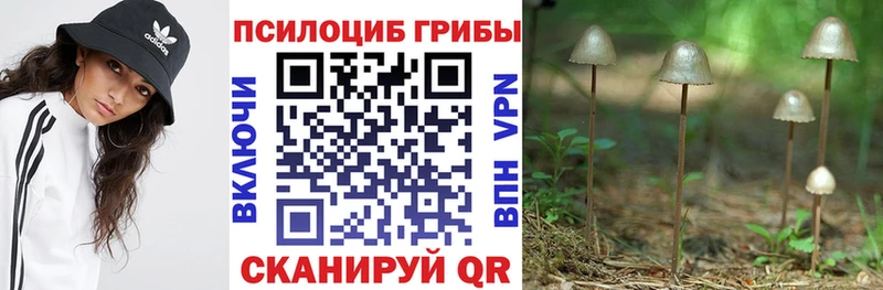 где найти наркотики  Мценск  Галлюциногенные грибы Cubensis 
